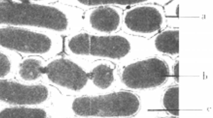 Xi'an Jiaotong University proposes a new paradigm for the synthesis of polysacch